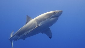 Great White Shark