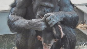 Chimp Grooming 