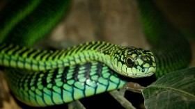 Boomslang