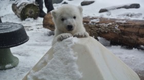 Toronto Zoo Polar Bear Cub 