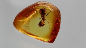 An ant caught in Baltic amber