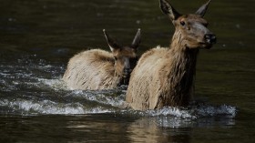 Cow Elk