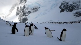 Penguin Colony 