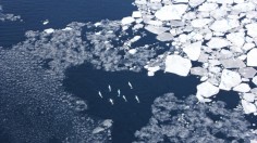 Beluga Whales 