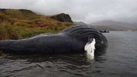 Stranded Humpback Whale 