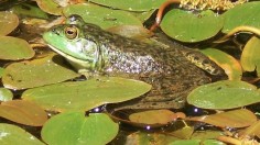 Bullfrogs may help spread deadly amphibian fungus, but also die from it. 