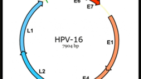 Genomic structure of HPV