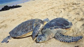 Sea Turtles 