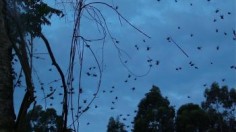 Orb web spiders emerging from their bivouac along silk threads, at nightfall. 