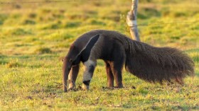 Giant Anteater 