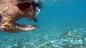 Snorkeler with blacktip reef shark