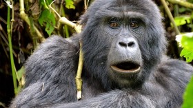 Gorilla 