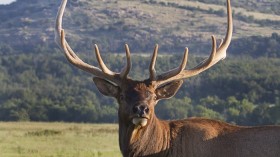 Elk 