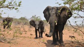 Elephant and young