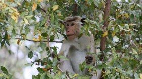 Rhesus Macaque