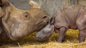 Baby Rhino