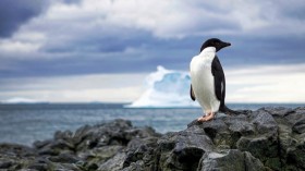 Adélie penguins