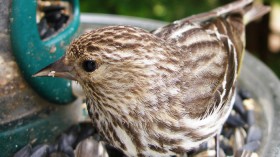 Pine Siskins