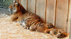 Sumatran Tigers 