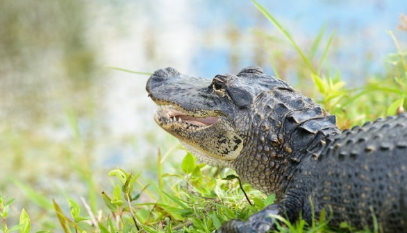 Alligator 