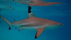 Blacktip Shark