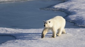 Polar Bear 