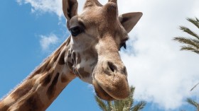 Giraffe 