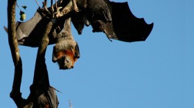 Australian Black Flying Fox 