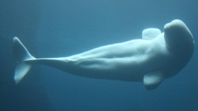 Beluga whale