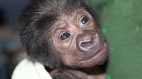 Newborn Gorilla 