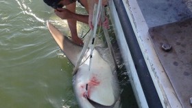 Shark Ultrasound 