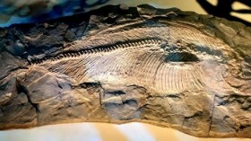 Fossil Fish 