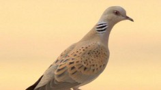 Turtle Dove 