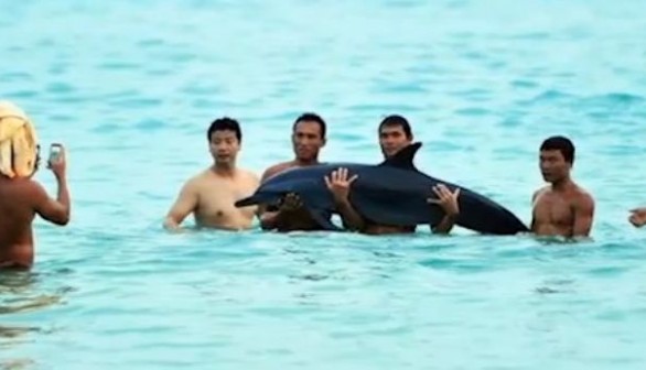 Tourists at a beach resort posing with a dying dolphin