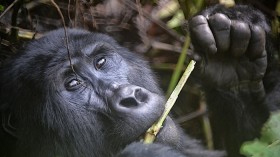 Gorilla Eating