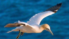 Northern Gannet 