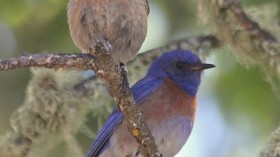 Western Bluebirds 