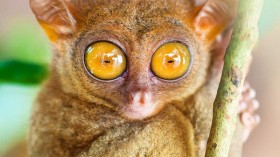 Phillipine tarsier.