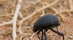 Namib Beetle 