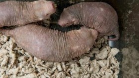 Naked mole rats