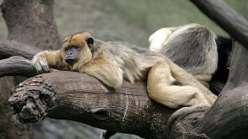 Howler Monkey 