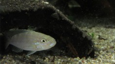 Perissodus microlepis 