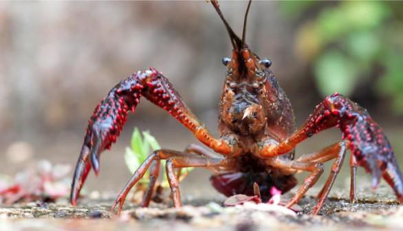 Crayfish 