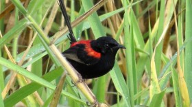 Red-Backed Fairy-Wen 