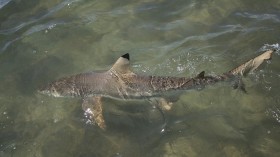 Blacktip Shark