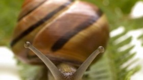 Genetic markers in banded wood snails (Cepaea nemoralis) in Ireland and France reveal ancient human migrations