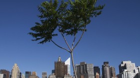 Tree in New York City