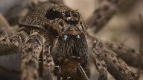 A fishing spider, or water spider  