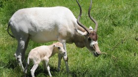 2 day old Addax calf with mother