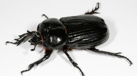 A new study suggests that the rhinoceros beetles depend on insulin levels for the growth of their horns.	 (Photo: Wikimedia Commons/ Anaxibia) 